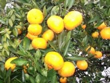 mandarin orange sac for juice