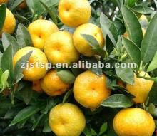 fresh mandarin orange for juice