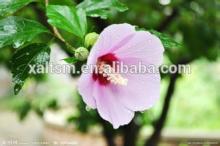 Best Price & Best Selling Althaea Rosae Root Extract