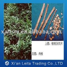 cinnamon bark extract