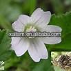 High Quality Marshmallow Root P.E.
