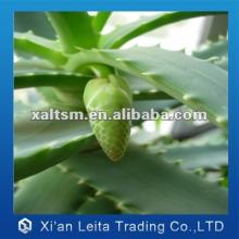 natural aloe Vera Extract