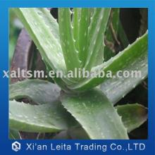 10:1 Aloes vera Extract plant