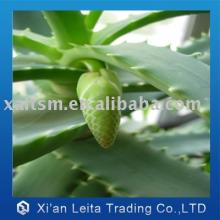 10:1 Aloes vera gel Extract