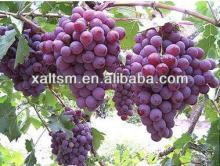 grape juice powder