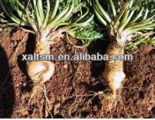 Organic Maca P.E. / Maca Extract /Maca Root Extract 10:1 5:1