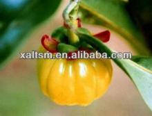 Hydroxycitric Acid Powder/Garcinia Cambogia Extract