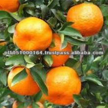 FRESH ORANGE ALL SIZES