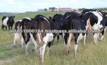HEALTHY PURE BREAD  HOLSTEIN  HEIFERS
