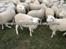 GOOD HEALTHY SHEEP