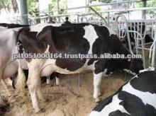 GOOD HEALTHY HOLSTEIN HEIFERS