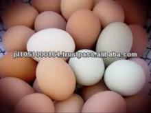 FRESH EGGS