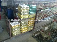 Delicius eggs for exports