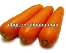 Fresh red carrots