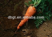 fresh carrots