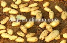 New Fresh organic potatoes in dubai