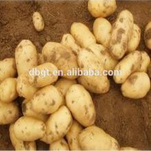 High quality fresh potatoes in Holland