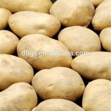 New fresh potato in dubai sell like hot  cake s
