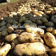 New fresh potato in Thailand sell like hot cakes
