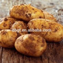 Fresh potatoes in Holland , from China in northern shaanxi