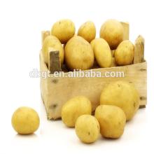 new fresh russet potatoes Quality is good and low price