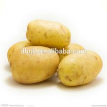 Common types of cultivation fresh potato from China