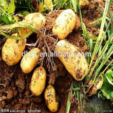 Cheap and fine potato