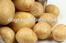 High quality potato exports