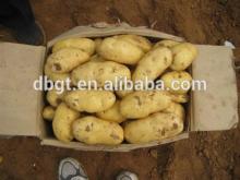 DBGT---2014 fresh potato,new potato seeds