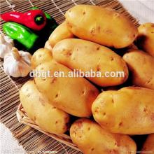 2014 fresh potato,new potato seed
