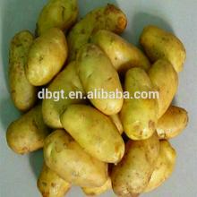Organic yellow potatoes