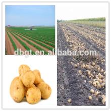 fresh potatoes 100-200 gm