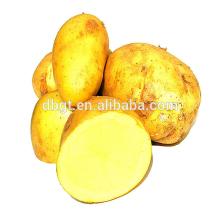fresh holland potato in agriculture