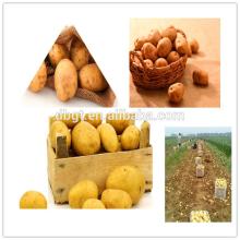  potato   pack ing is various