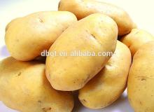 Supply 2014 cheap potato