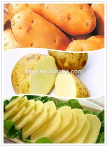 holland potato seed/fresh holland potato