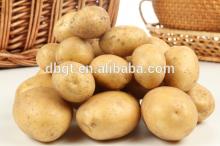 New Fresh organic potatoes in Thailand