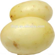 fresh russet potato in agriculture for hot sale