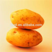 chinese fresh potato populared in foreign market