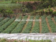 potato seeds export to lots of country