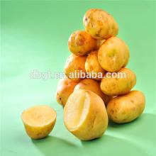 good potato variety--china native fresh potato