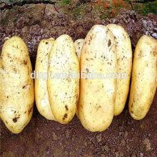 Specifications complete quality potatoes