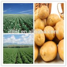 fresh potato packing bags for foreign market