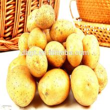 fresh potato/potato manufacture/potato plant factory
