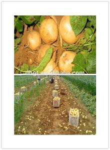  small  round potato for various requirements