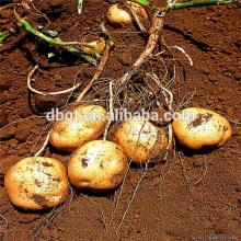 potato cold storage/potato factory/potato plant base