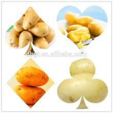 food  rich  in  vitamin  b2 and protein/fresh potato favored in foreign vegetable market