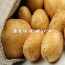 high quality dutch potato with reasonable price