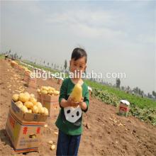 shaanxi native fresh potato tasted delicious