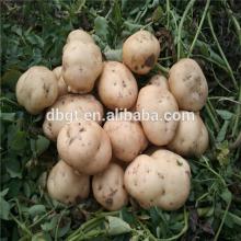shaanxi potato seeds preferenced by foreign buyers